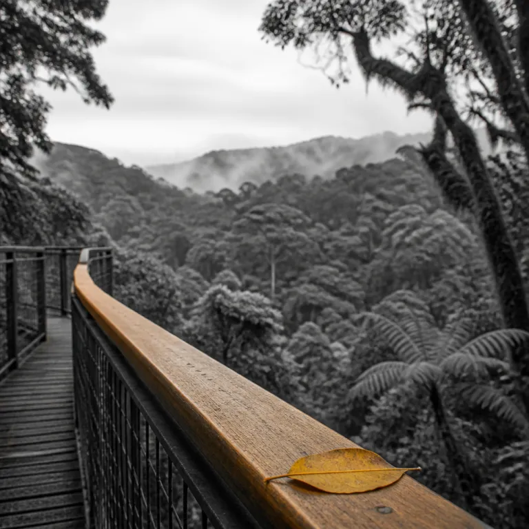 Nyungwe's Forest Canopy and Your Nervous System: The Wellness Case for Rwanda's Most Underrated Park